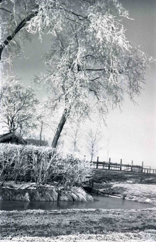 1940-2 Bomen en plaats Sieperda 2 Web .jpg