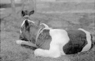 1933-01kalveren-hieslum-003