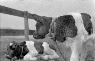 1933-01kalveren-hieslum-004